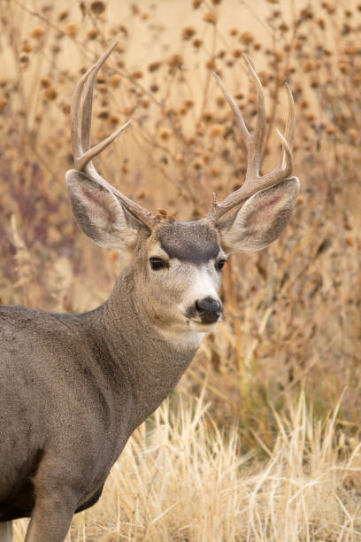 wild maultierhirsch hirsch mit geweih roxborough state park littleton colorado - mule deer stock-fotos und bilder