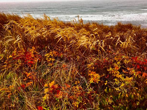 istock Hirtle's Beach bluff in autumn colours 1350710659
