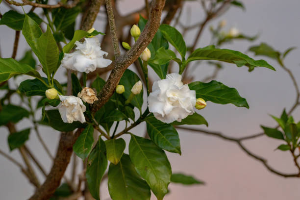 istock Crepe Jasmine with flower 1350711499