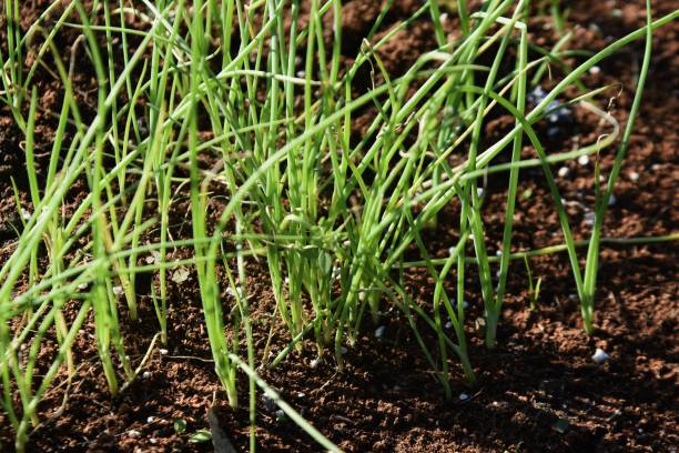 istock Vegetable garden Onion cultivation. 1350711551