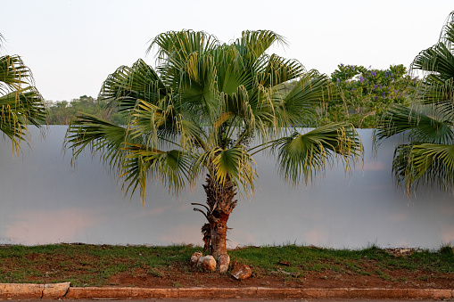 Green Palm Tree of the Family Arecaceae with fruits