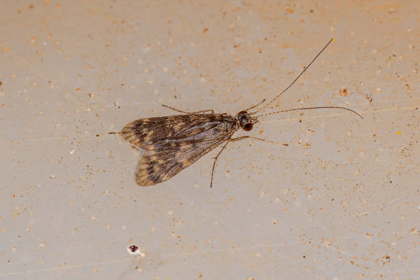 istock Adult Caddisfly 1350711731
