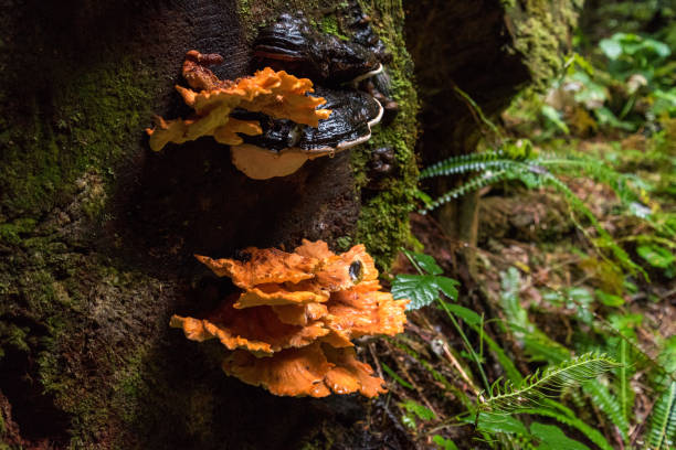 istock Rainforest at Mount Rainier National Park 1350711863