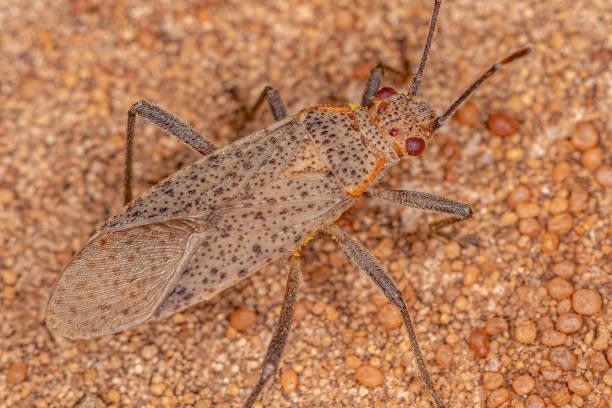 istock Adult Soapberry Bug 1350711917