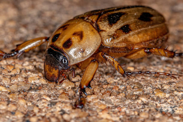 istock Adult Rhinoceros Beetle 1350713205