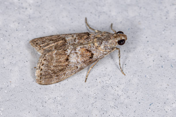 istock Adult Pyralid Snout Moth 1350713499