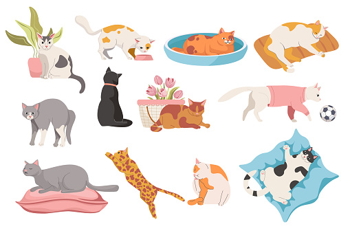 Set of Cats in Different Poses. Cute Pet Sleep, Sit at Flower Pot, Funny Kittens Play with Ball, Walk, Jump and Relax on Bed. Animal Lifestyle Isolated on White Background. Cartoon Vector Illustration