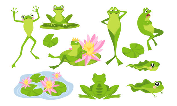 세트 재미 개구리 만화 캐릭터, 물 백합에 앉아 고립 된 인물, 튀김과 성인 동물. 귀여운 두꺼비 생활 - frog jumping pond water lily stock illustrations