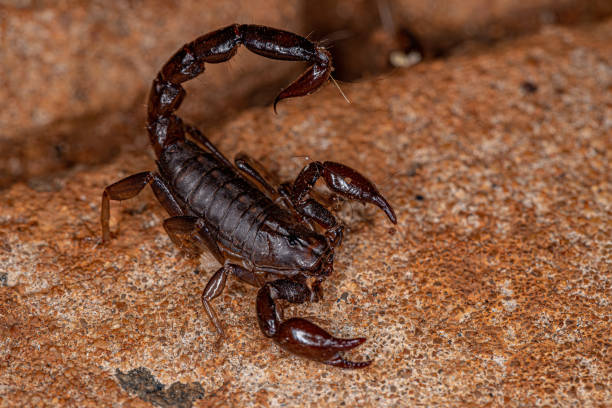 schwarzer skorpion für erwachsene - skorpion spinnentier stock-fotos und bilder