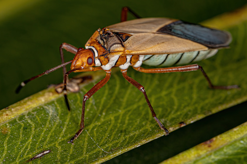 Adult Cotton Stainer Bug of the Genus Dysdercus