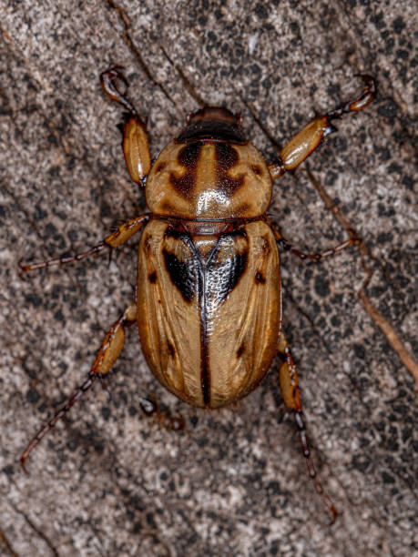 istock Adult Rhinoceros Beetle 1350714546