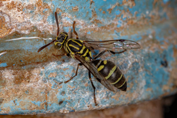 istock Adult Paper Wasp 1350717429