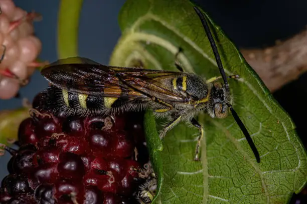 Photo of Adult Scoliid Wasp