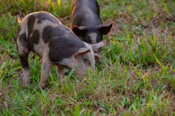 istock Pig raised in an outdoor pigsty 1350718167