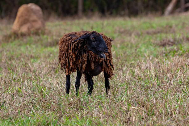istock Adult brown sheep 1350719443