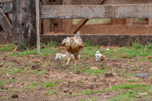 istock domestic animal chicken 1350719595