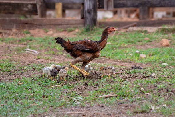 istock domestic animal chicken 1350719596