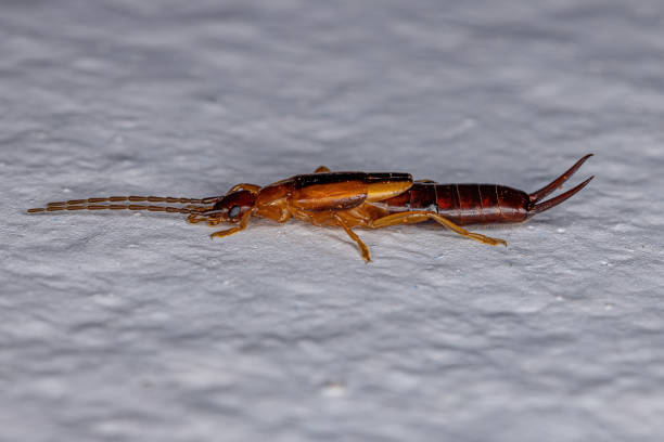 istock Adult Common Earwig 1350719736