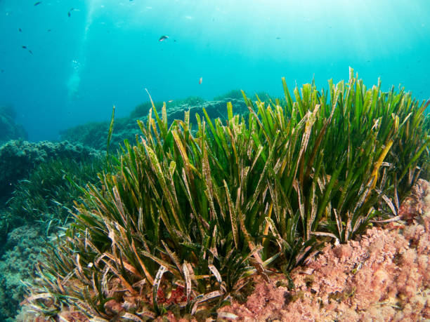 istock Neptune grass prairie (Posidonia oceanica) in the Mediterranean Sea 1350721118