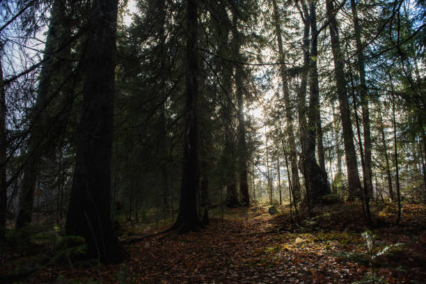 istock The forest is waiting for winter. 1350721577