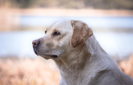 labrador sitting near a lake