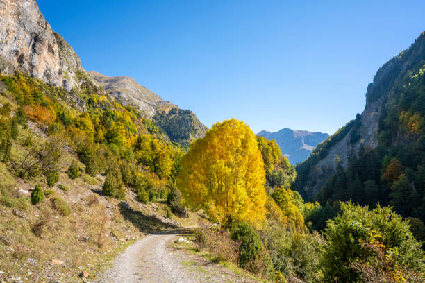 Ordesa Pyrenees in Huesca at autumn Bujaruelo beech forest mountains in Spain
