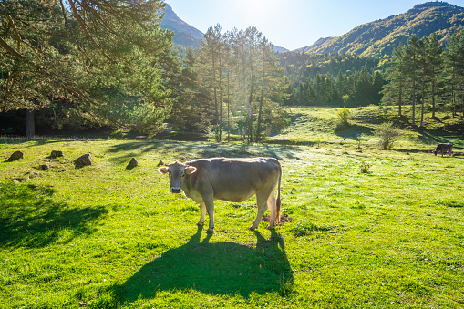 Pyrenees cows grazing in Valle de Hecho in Valles Occidentales Natural park of Huesca in Spain