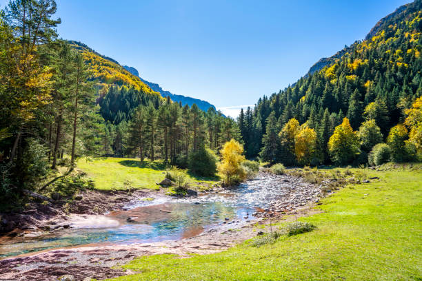 Autumn Selva de Oza in Valle de Hecho of Huesca at Pyrenees of S Autumn Selva de Oza in Valle de Hecho of Huesca at Pyrenees of Spain, Valles Occidentales Natural Park pirineos stock pictures, royalty-free photos & images