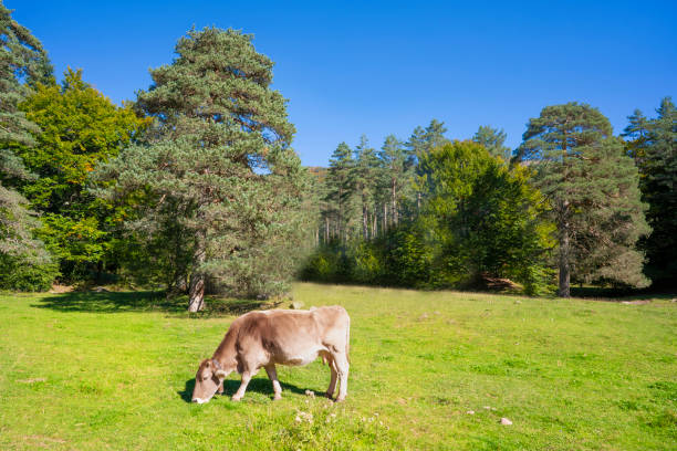 Pyrenees cows grazing in Valle de Hecho in Valles Occidentales Natural park of Huesca in Spain