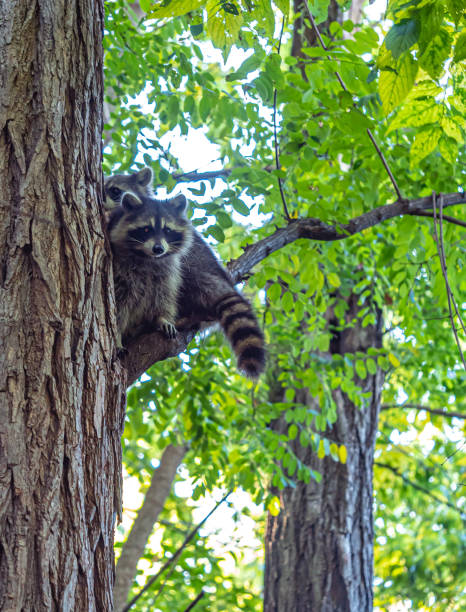 istock Racoon mother in tree with young 1350727054