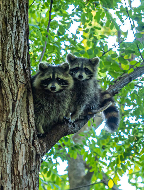 istock Racoon mother in tree with young 1350727065