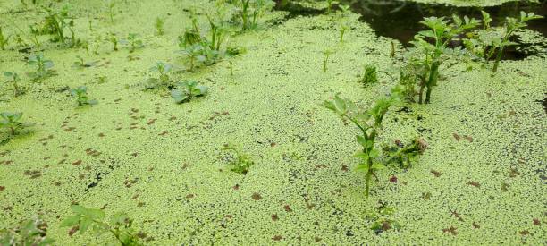 istock moss plants floating on the lake water 1350727825