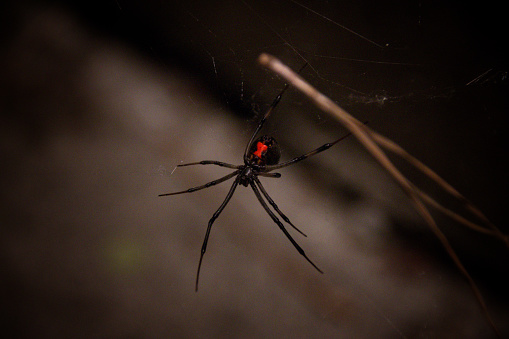 Close-up shot of a large Black Widow Spider at night