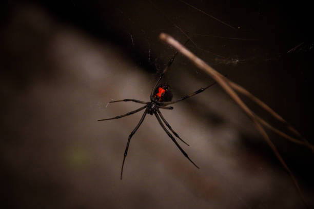 Black Widow Spider - close-up - dark stock photo