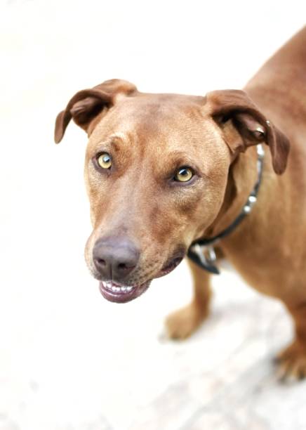 istock A beautiful dog named Frida looking at me 1350730490