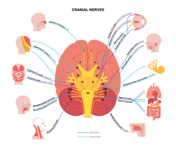 схема черепных нервов - eustachian tube stock illustrations