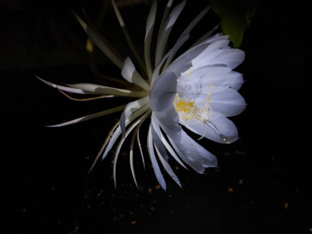 istock Flower Lady of the Night 1350730769