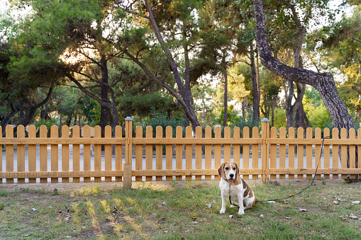 Cute tree color beagle dog sitting next to yellow fence in beautiful natural park