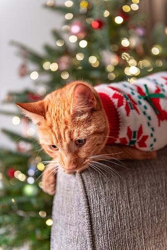 Cute little ginger cat in xmas jumper sits on the sofa with christmas tree bokeh lights on background, Christmas or New Year postcard