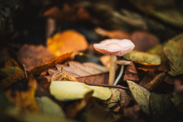 istock Mushrooms in the forest during a beautiful fall day 1350731657