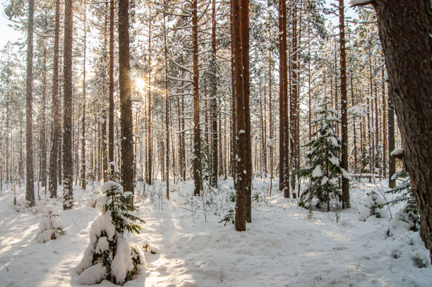 istock Winter forest. A snow-covered tree in the forest. 1350731667