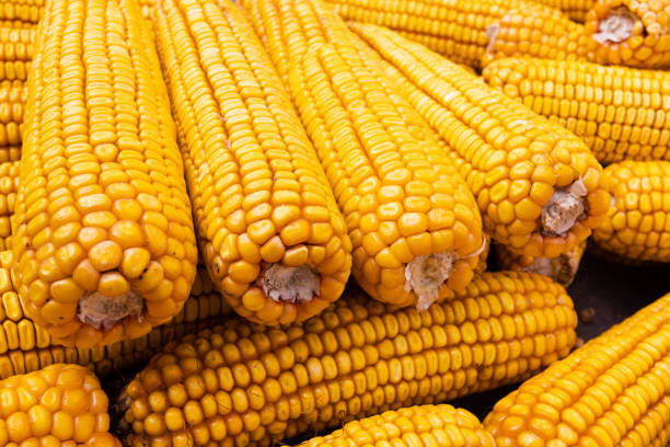 istock Dry corn cob background closeup. Agriculture, farming concept. 1350731689