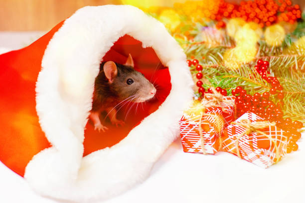 istock New Year concept.Cute little white rat, mouse with gift box.White Decorative rat dumbo inside red gift box . Cute white domestic rat in a New Year decor. 1350731734