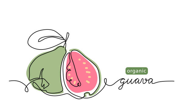 Guava fruit simple color vector illustration. One continuous line art drawing with lettering organic guava fruit Guava fruit simple color vector illustration. One continuous line art drawing with lettering organic guava fruit. guava stock illustrations