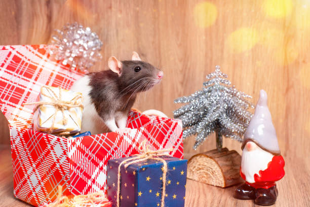 istock Cute little white rat, mouse sits in gift box.White Decorative rat dumbo inside red gift box .New Year concept. Cute white domestic rat in a New Year decor.New Year card mouse. 1350731744