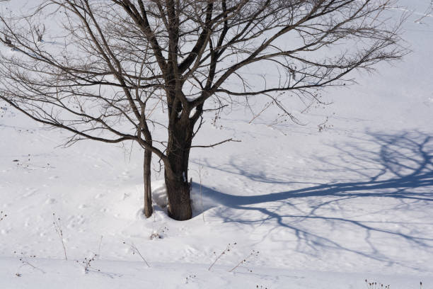 istock Winter grove on a snowy slope 1350731984