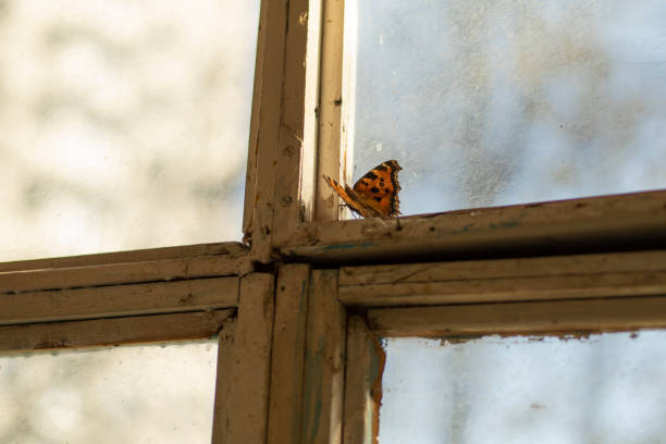 窓の上の蝶。ガラスの近くの秋の蝶。 - butterfly monarch butterfly isolated flying ストックフォトと�画像