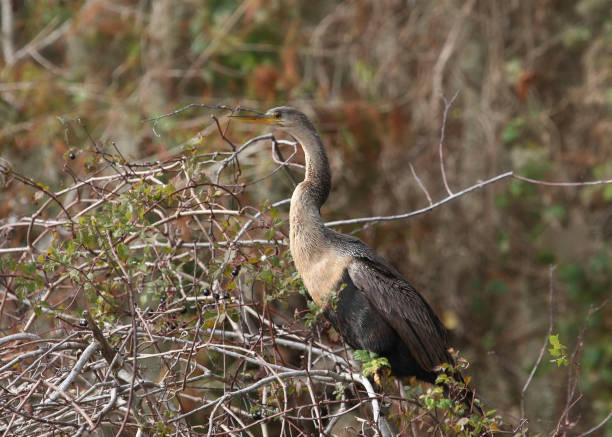 istock Anhinga (female) perched in a tangle of branches 1350733836