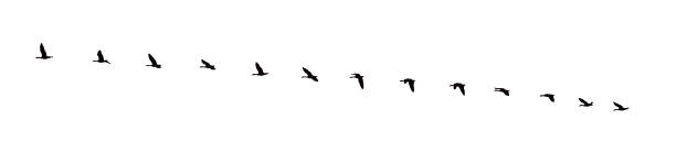 ilustrações de stock, clip art, desenhos animados e ícones de sequential series vector of canada goose flying in formation - bird leadership flying goose
