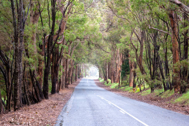 istock Country road lined by eucalypt trees near Pemberton, Western Australia 1350737195